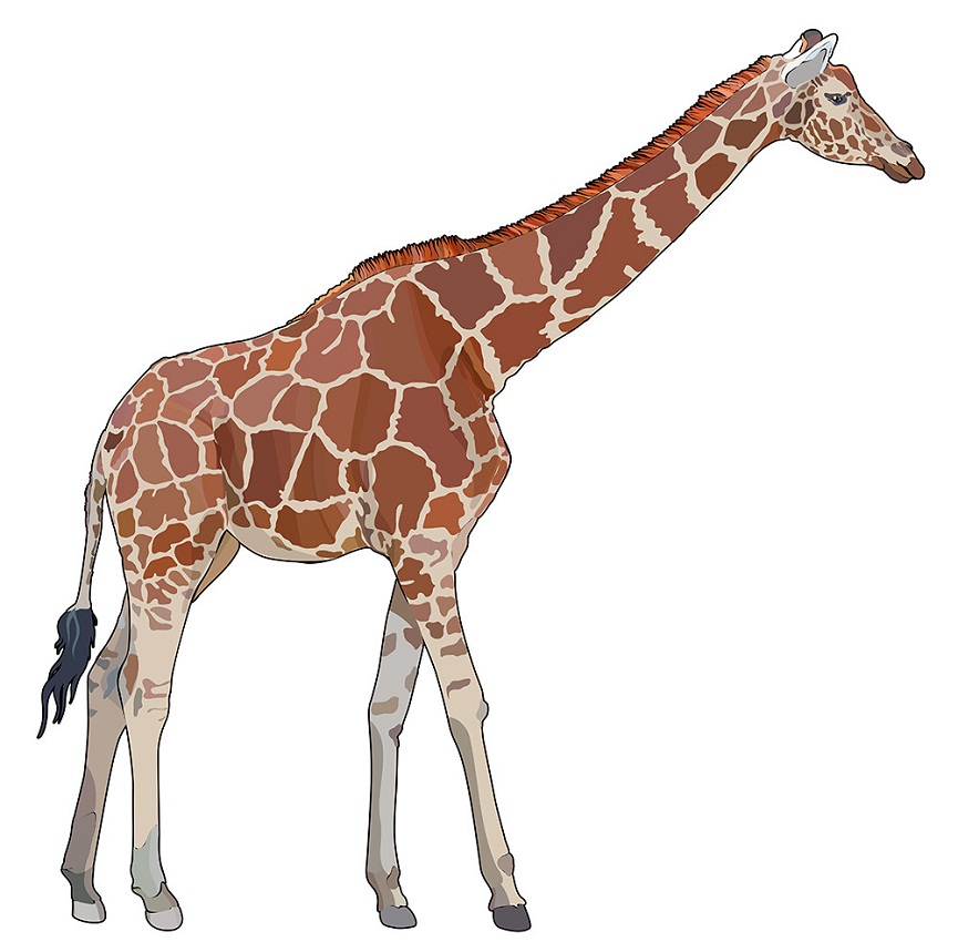 Detail Giraff Clipart Nomer 35