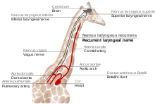 Detail Giraff Image Nomer 44