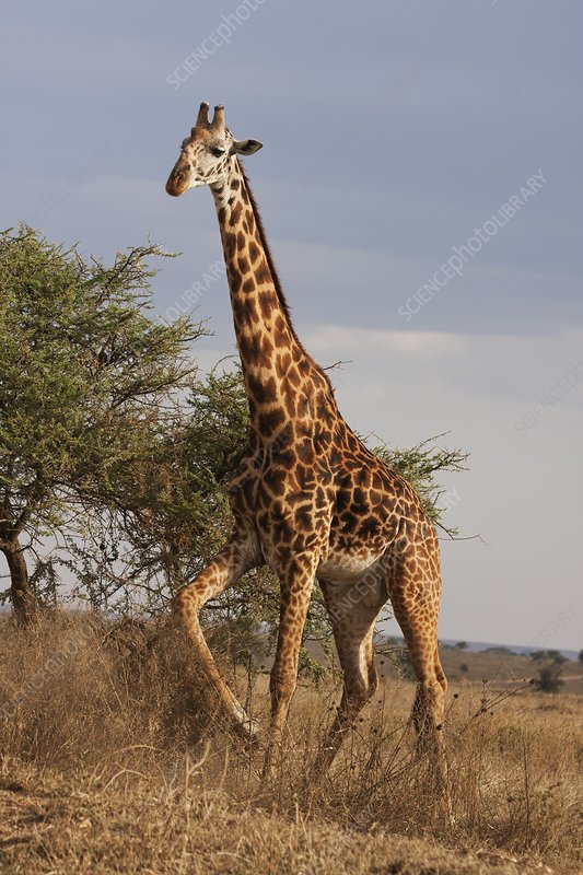 Giraff Images - KibrisPDR