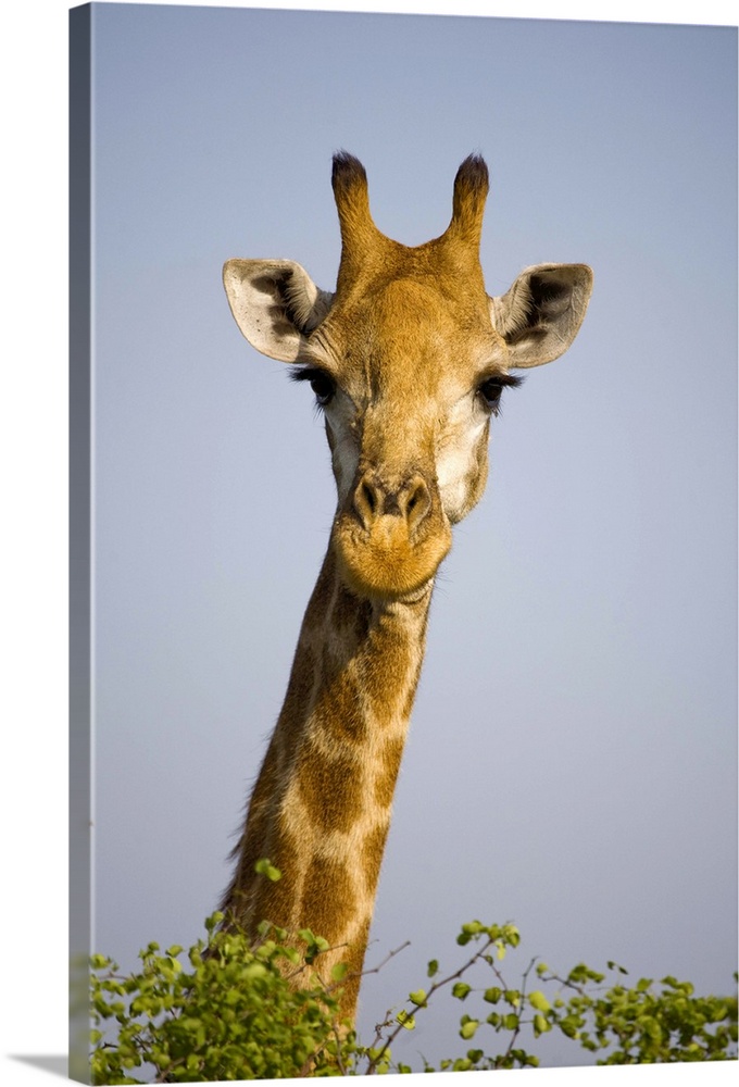 Detail Giraff Images Nomer 28