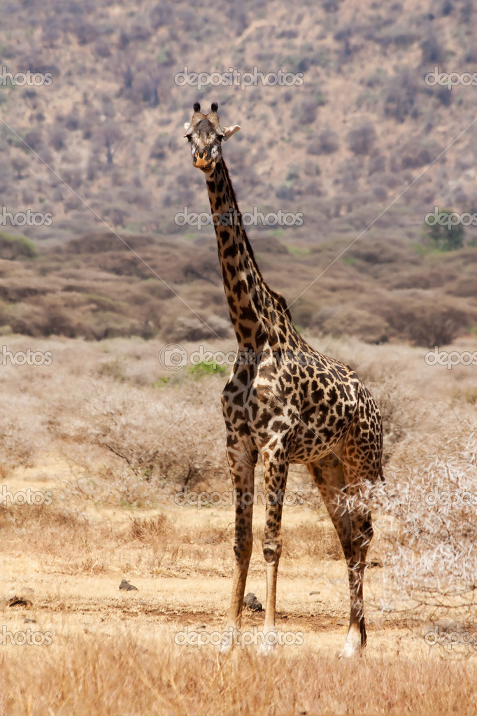 Detail Giraff Images Nomer 9