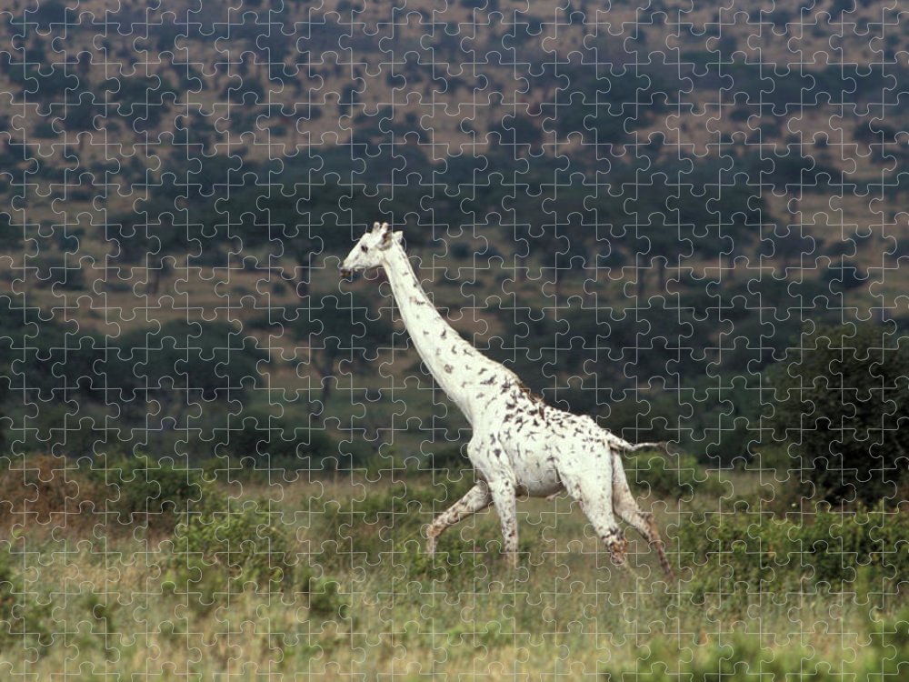 Detail Giraff Picture Nomer 27