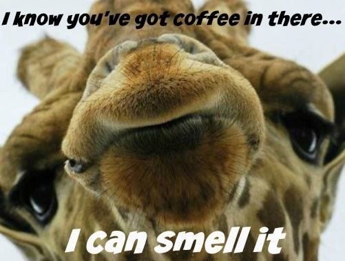 Detail Giraffe Coffee Meme Nomer 4