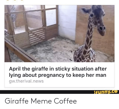 Detail Giraffe Coffee Meme Nomer 36