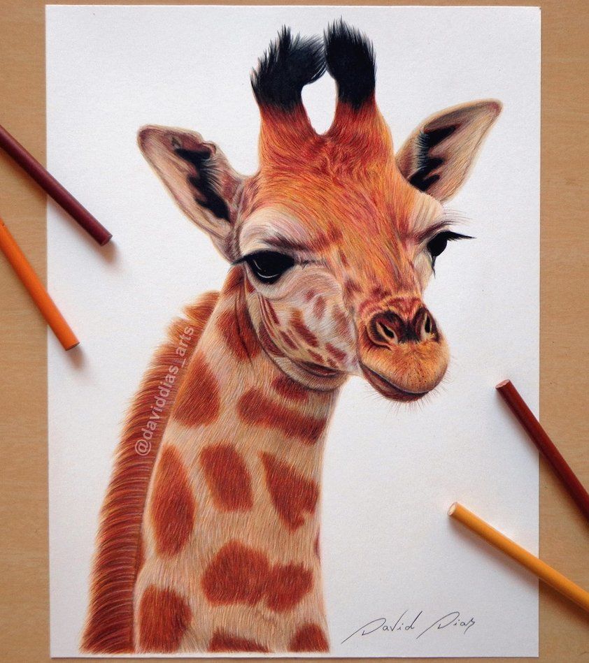 Detail Giraffe Color Pencil Drawing Nomer 19