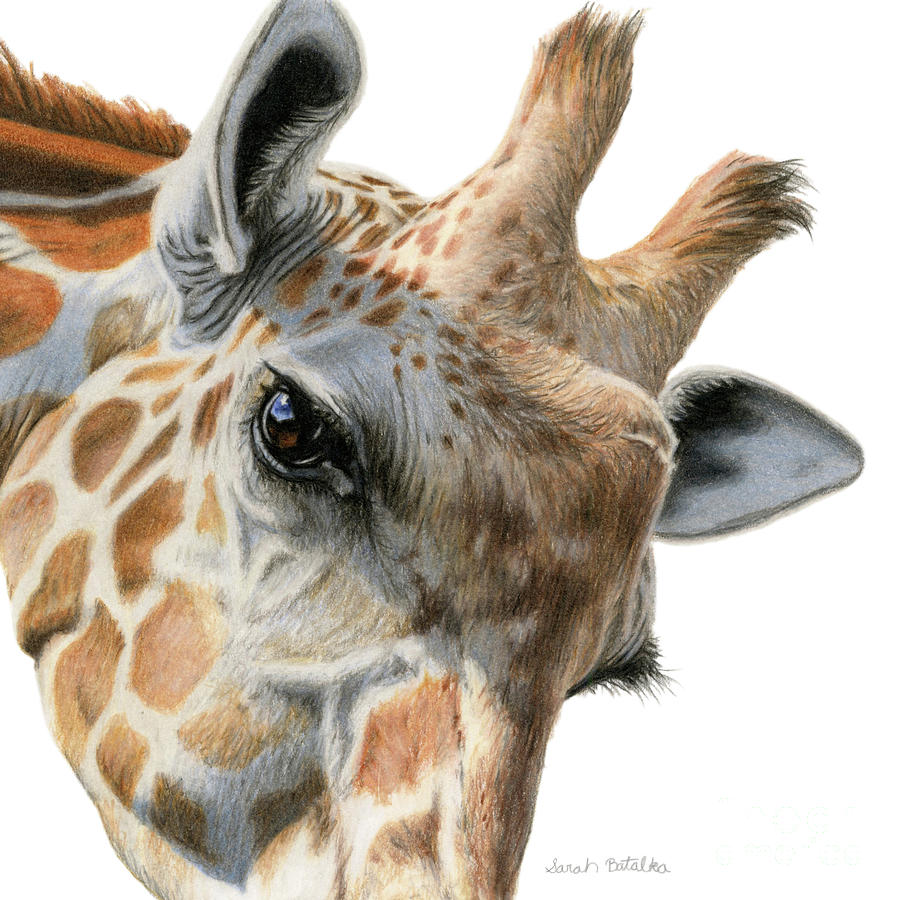 Detail Giraffe Color Pencil Drawing Nomer 21