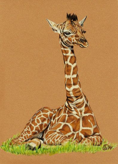 Detail Giraffe Color Pencil Drawing Nomer 23