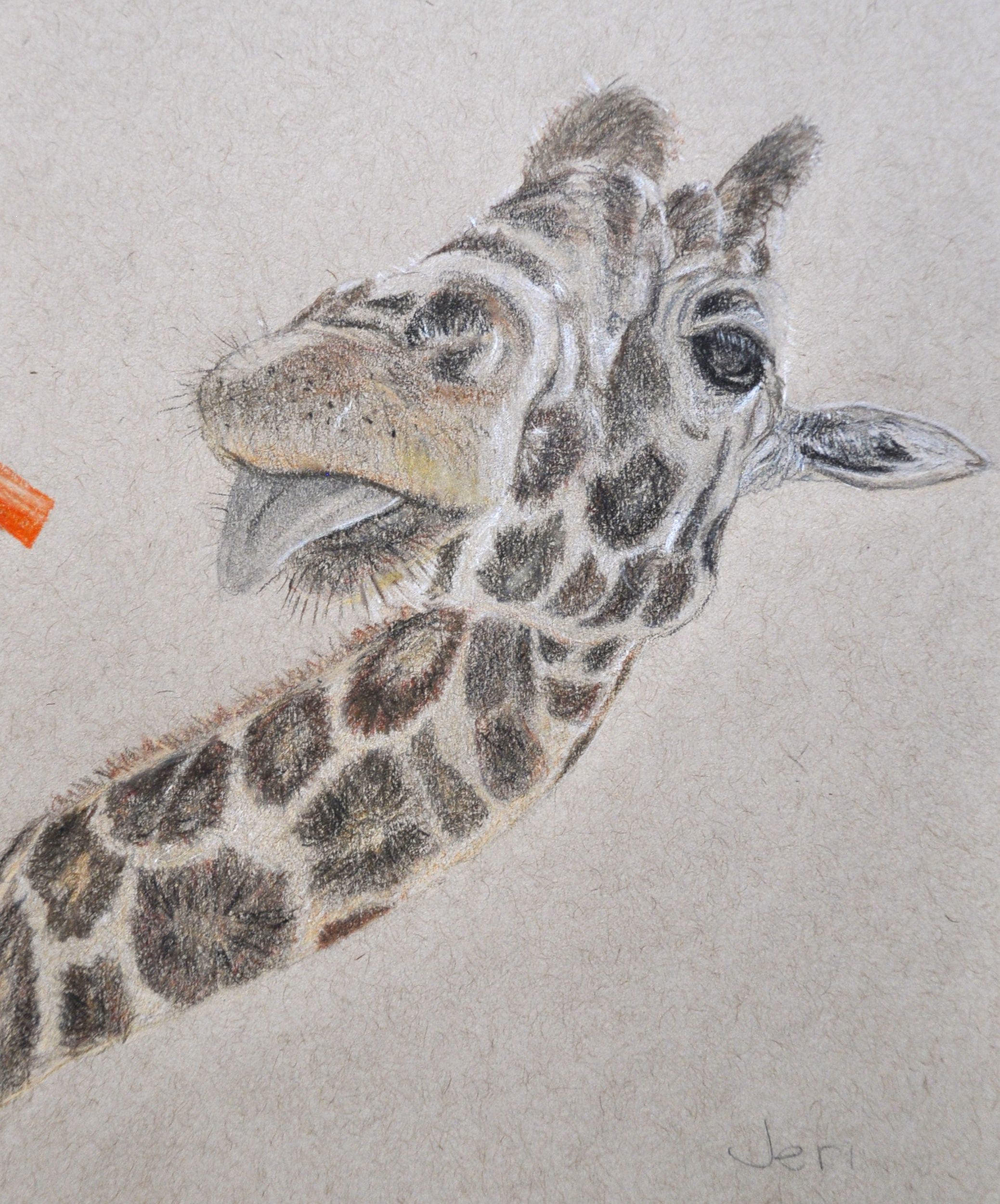 Detail Giraffe Color Pencil Drawing Nomer 24