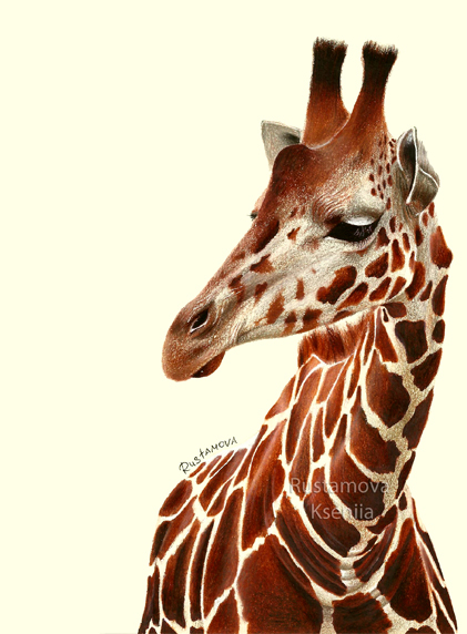 Detail Giraffe Color Pencil Drawing Nomer 4