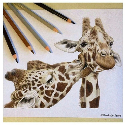 Detail Giraffe Color Pencil Drawing Nomer 30