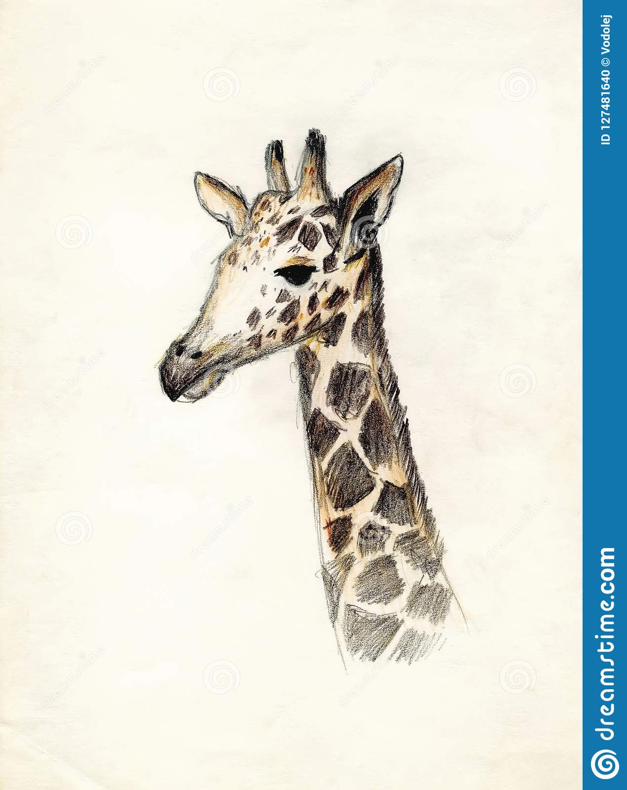 Download Giraffe Color Pencil Drawing Nomer 37