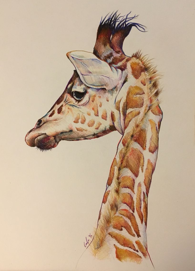 Detail Giraffe Color Pencil Drawing Nomer 5