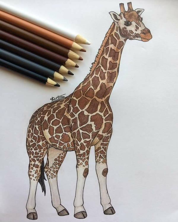 Detail Giraffe Color Pencil Drawing Nomer 41