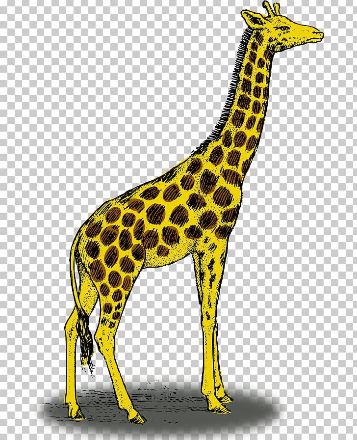 Detail Giraffe Color Pencil Drawing Nomer 44