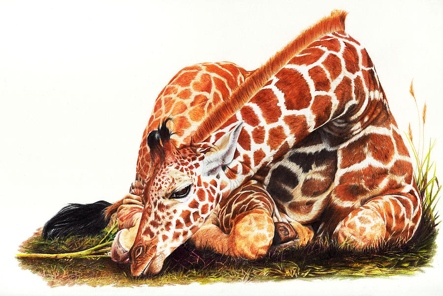 Detail Giraffe Color Pencil Drawing Nomer 50