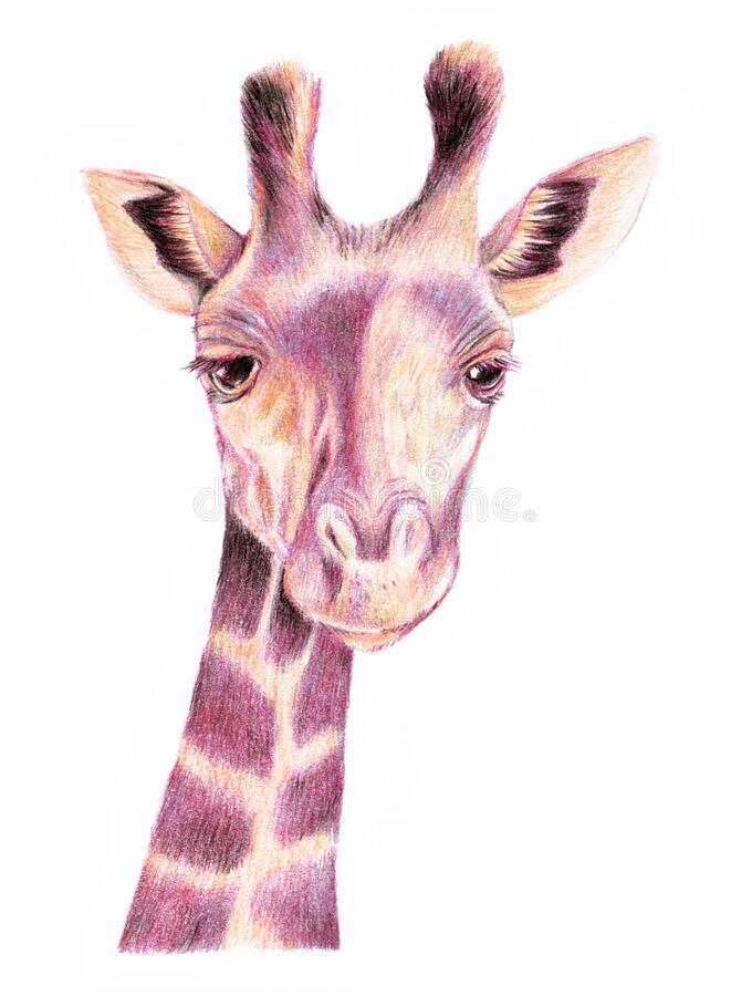 Detail Giraffe Color Pencil Drawing Nomer 54