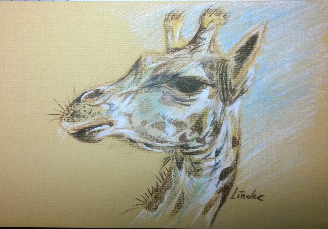 Detail Giraffe Color Pencil Drawing Nomer 55