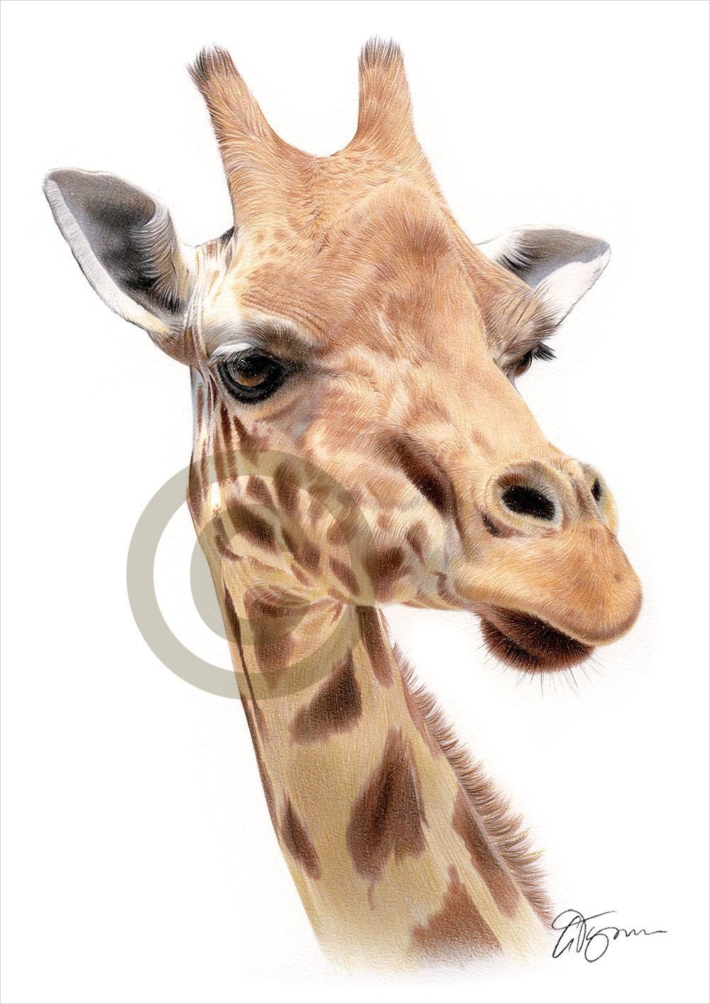 Detail Giraffe Color Pencil Drawing Nomer 7