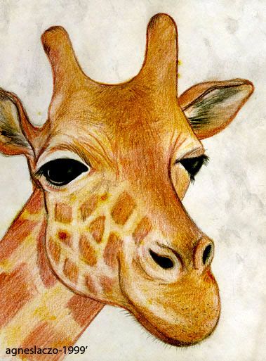 Detail Giraffe Color Pencil Drawing Nomer 9