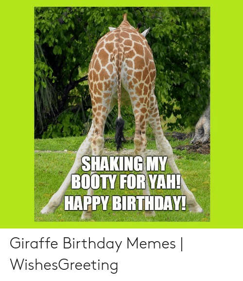 Detail Giraffe Happy Birthday Meme Nomer 22