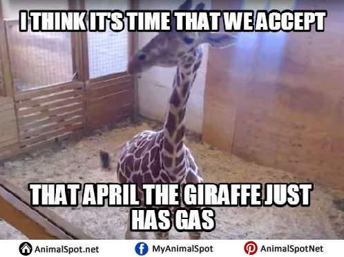 Detail Giraffe Happy Birthday Meme Nomer 31