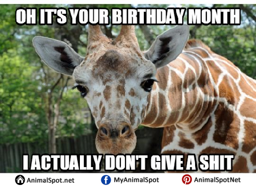 Detail Giraffe Happy Birthday Meme Nomer 41