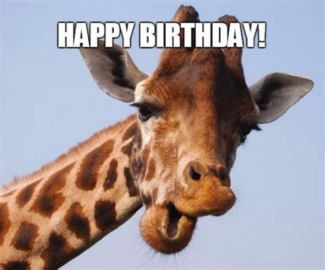 Detail Giraffe Happy Birthday Meme Nomer 7