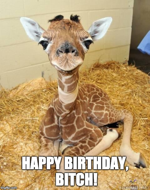 Detail Giraffe Happy Birthday Meme Nomer 9