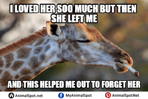 Detail Giraffe Hat Meme Nomer 15