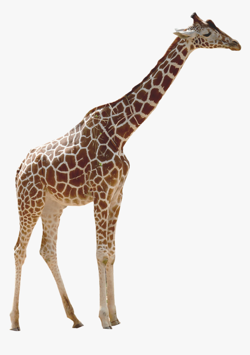 Detail Giraffe Hat Meme Nomer 43