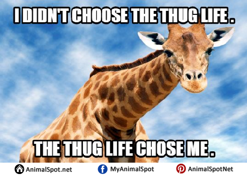 Detail Giraffe Hat Meme Nomer 5