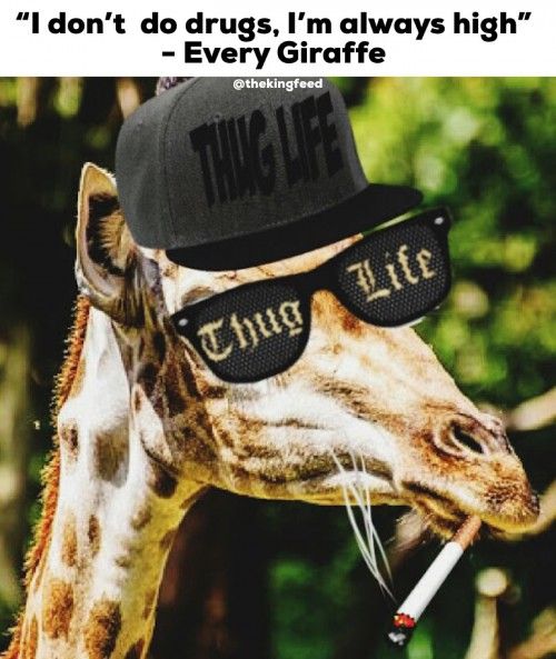 Detail Giraffe Hat Meme Nomer 7