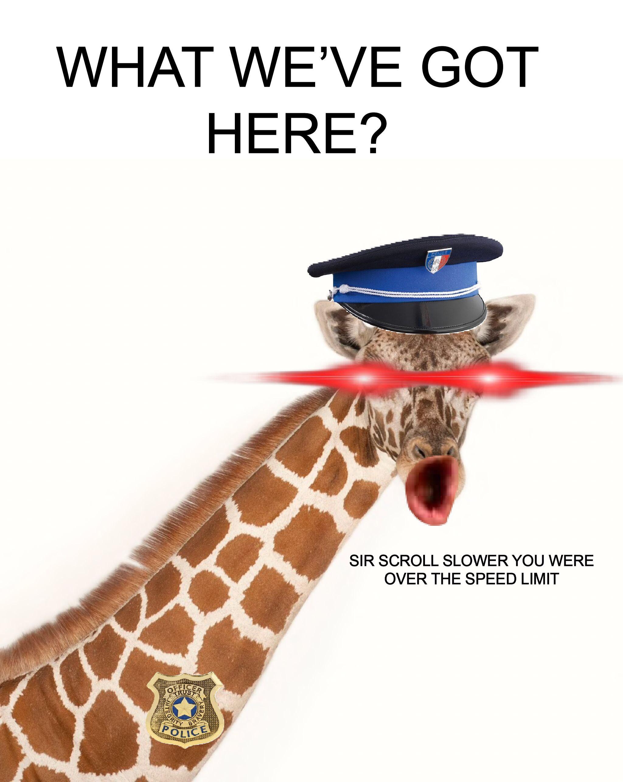 Detail Giraffe Hat Meme Nomer 8
