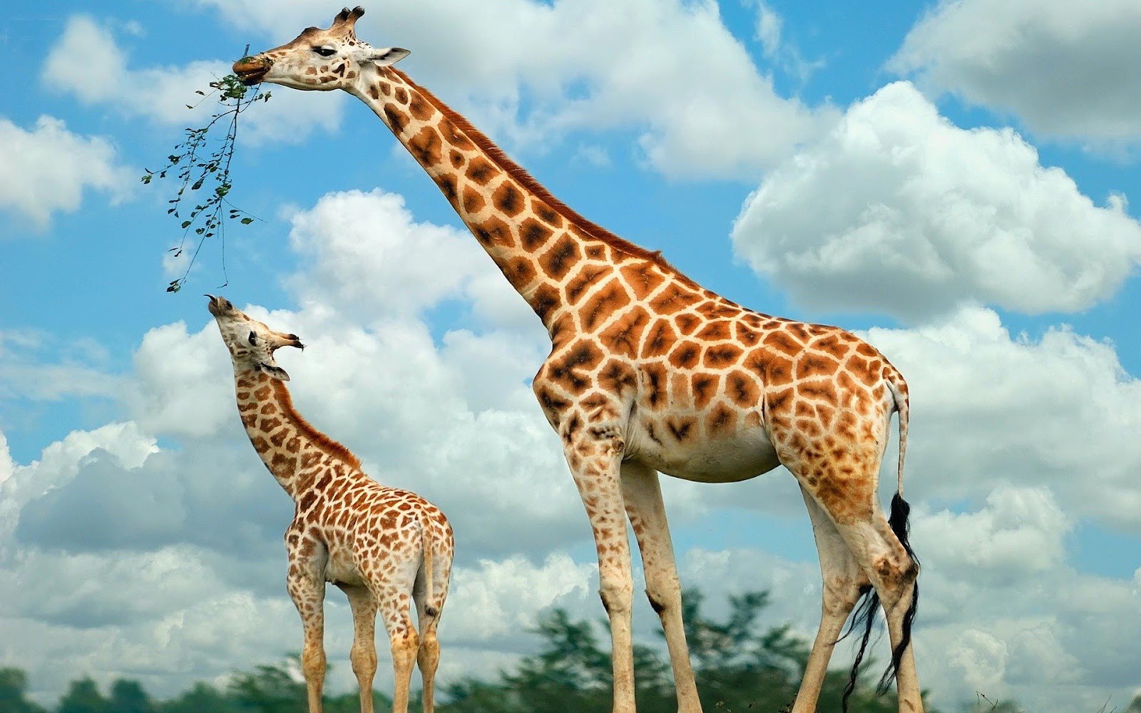 Detail Giraffe Hd Nomer 39