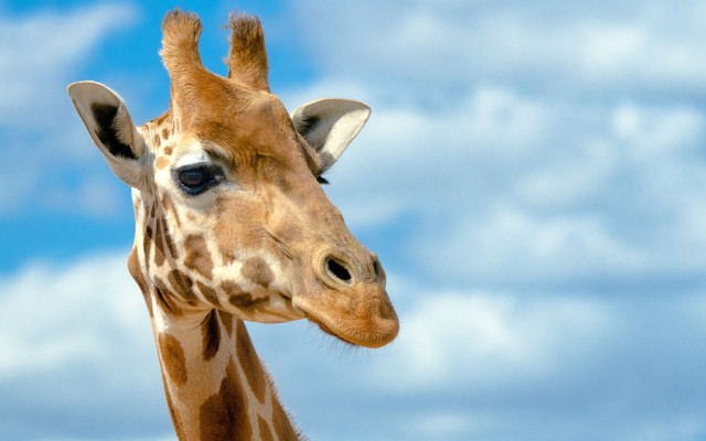 Detail Giraffe Images Free Nomer 11