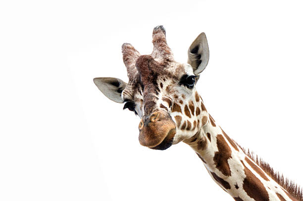 Detail Giraffe Images Free Nomer 12