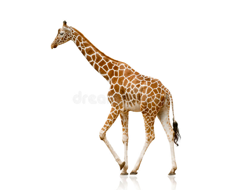 Detail Giraffe Images Free Nomer 13