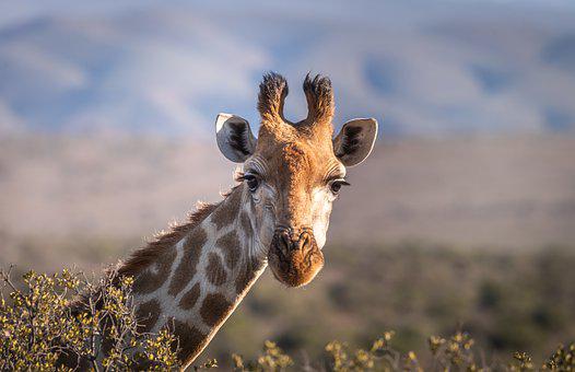 Detail Giraffe Images Free Nomer 14