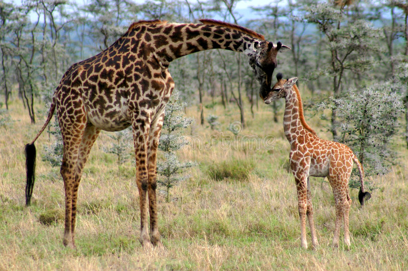 Detail Giraffe Images Free Nomer 15