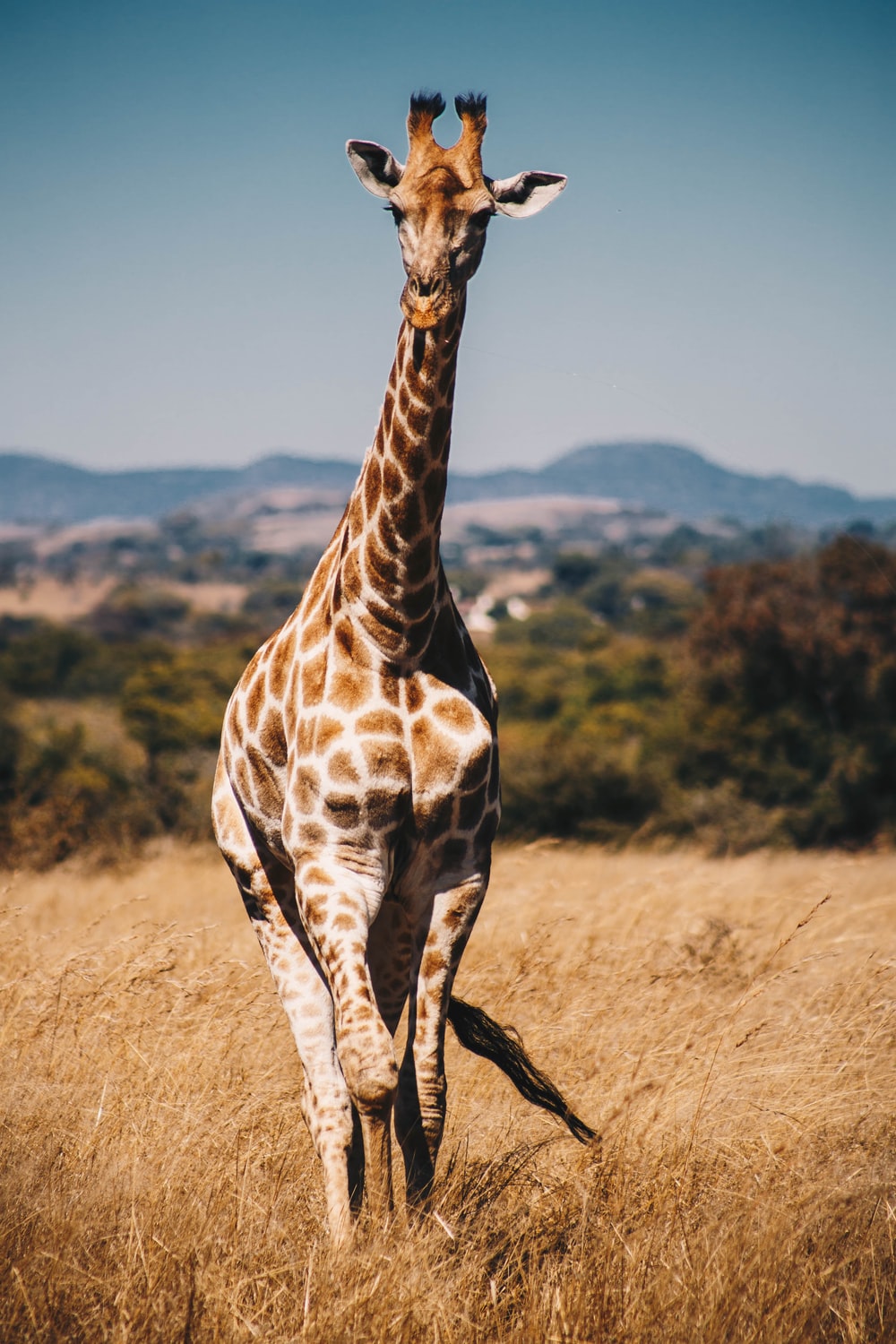 Detail Giraffe Images Free Nomer 16