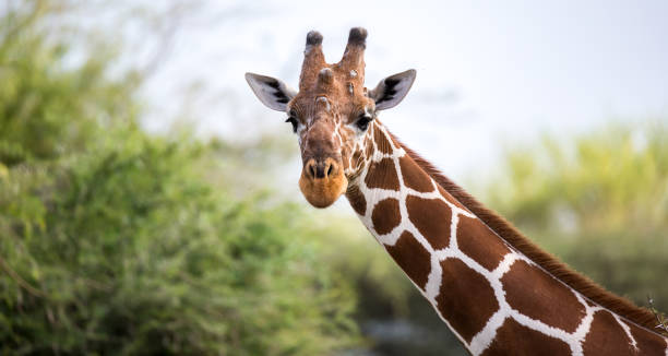 Detail Giraffe Images Free Nomer 18
