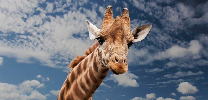 Detail Giraffe Images Free Nomer 19