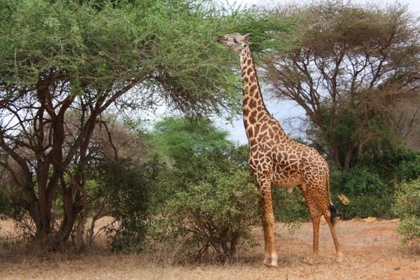 Detail Giraffe Images Free Nomer 20