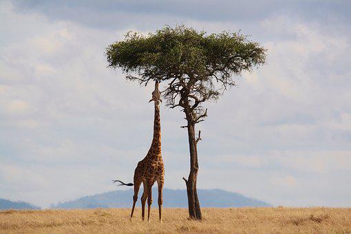 Detail Giraffe Images Free Nomer 23