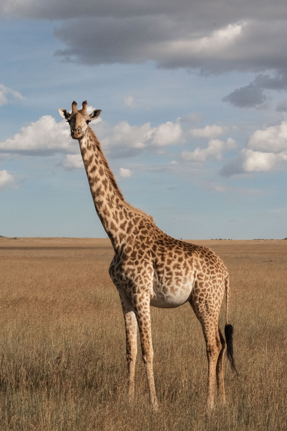 Detail Giraffe Images Free Nomer 24