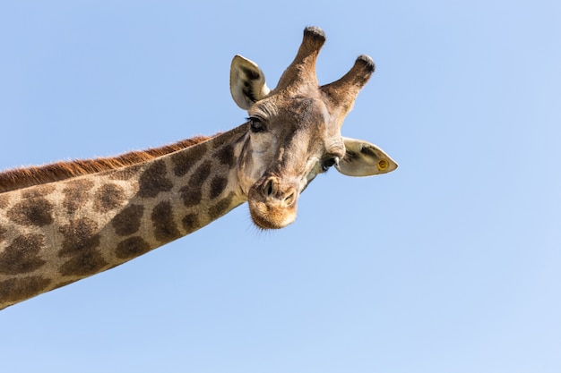 Detail Giraffe Images Free Nomer 25
