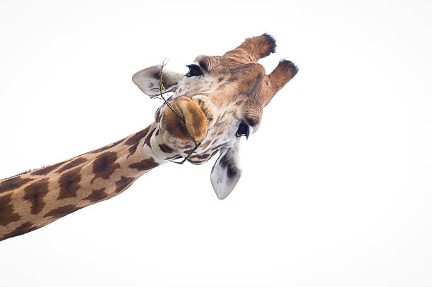 Detail Giraffe Images Free Nomer 27