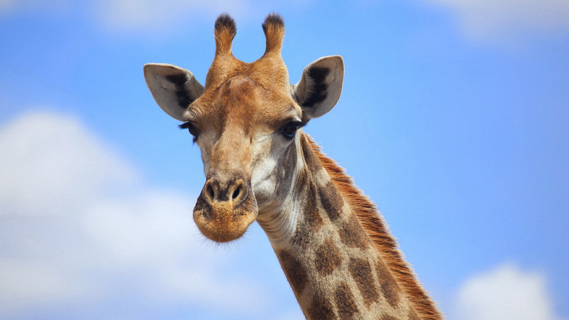 Detail Giraffe Images Free Nomer 28