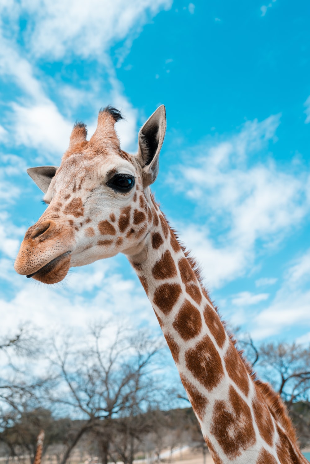 Detail Giraffe Images Free Nomer 4