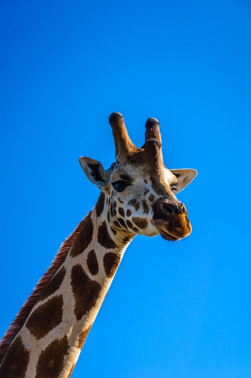 Detail Giraffe Images Free Nomer 30